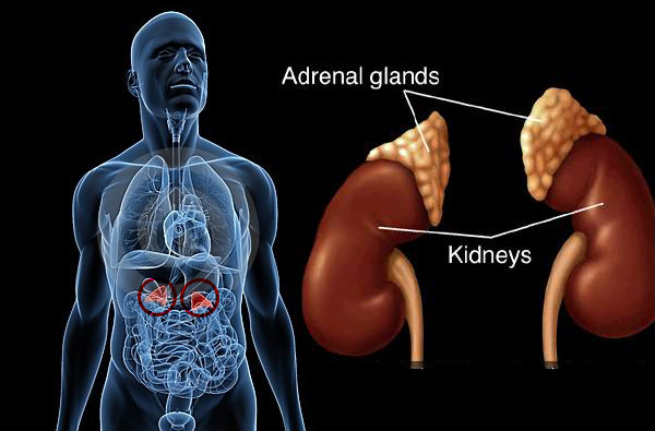 Adrenal glands in body above kindneys
