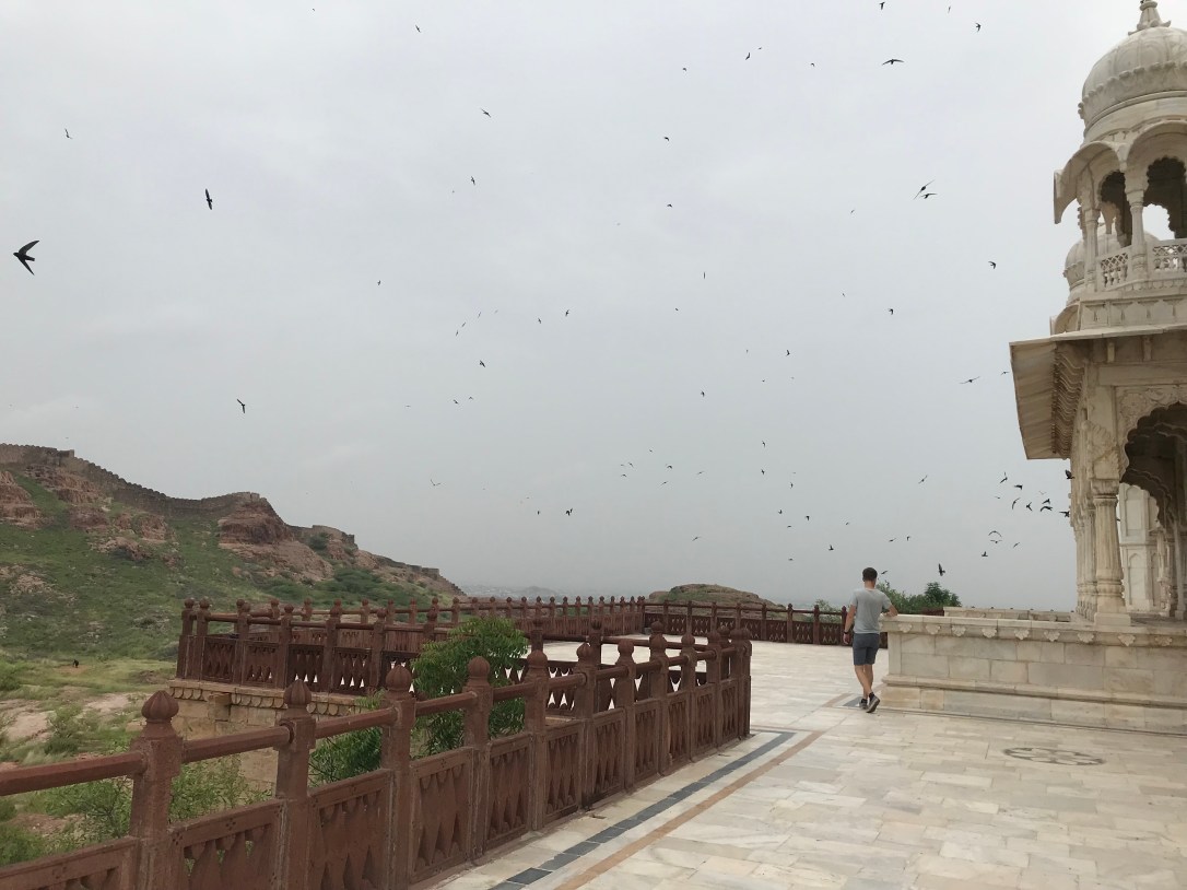 swallows over the white palace